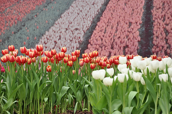 DSC_0014.JPG DSC_0014.JPG