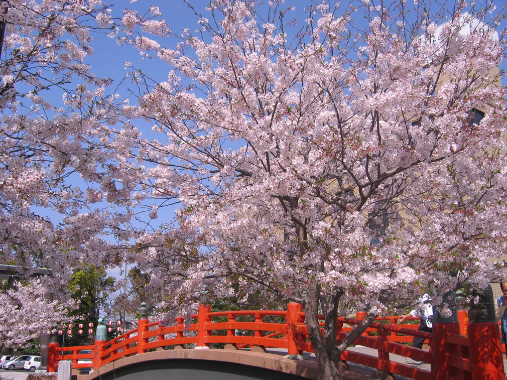 柳川紅橋+櫻花