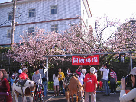 櫻花樹下馬場