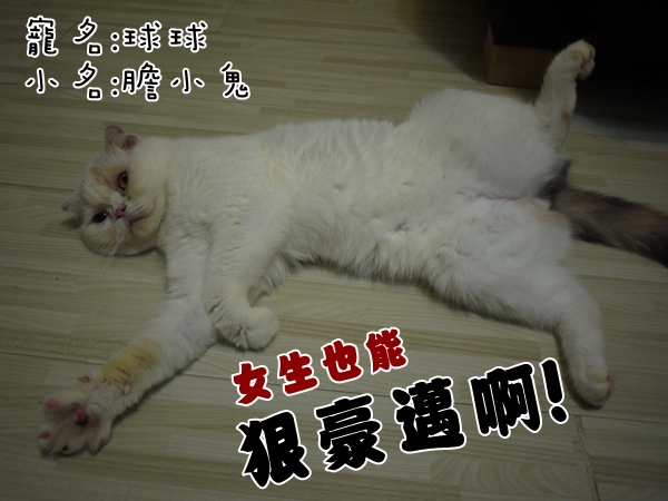 豪邁的球球 豪邁的球球
