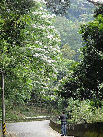 烏來桐花1 烏來桐花1