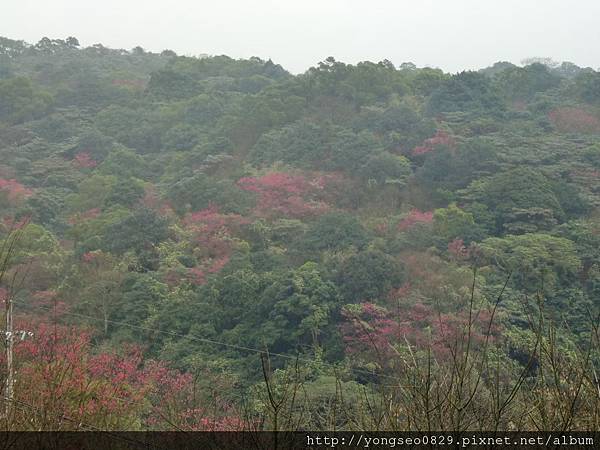 CIMG9662.JPG CIMG9662.JPG