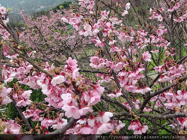 CIMG9672.JPG CIMG9672.JPG