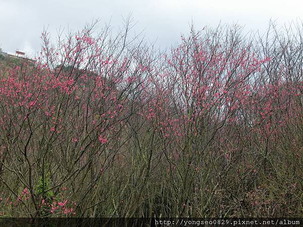 CIMG9686.JPG CIMG9686.JPG