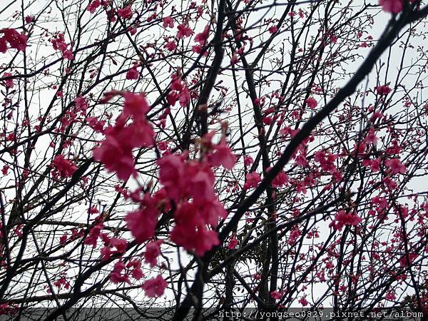 CIMG9690.JPG CIMG9690.JPG