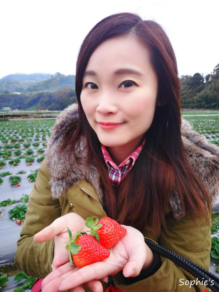 旅遊 苗栗大湖酒莊 草莓文化館 採草莓一日遊 Sophie S Blog 蘇菲愛分享 痞客邦