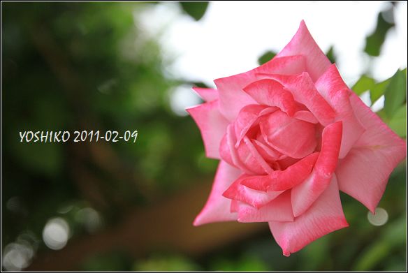 IMG_9801.jpg IMG_9801.jpg