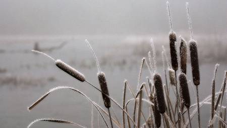 00613_frostedcattails_2560x1600