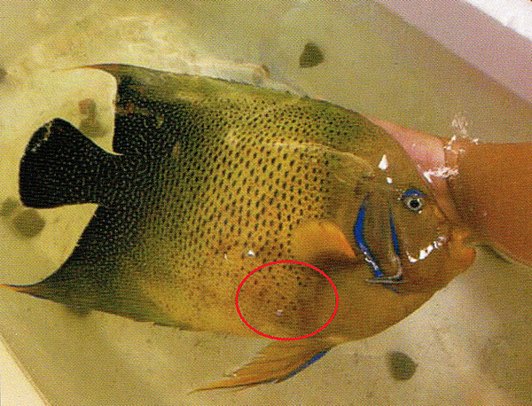 奈米銀海水範例