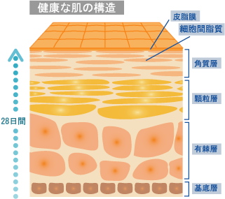 健康肌膚構造