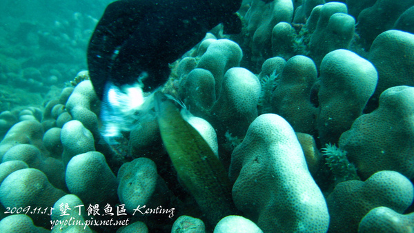 墾丁餵魚區(53) 墾丁餵魚區(53)