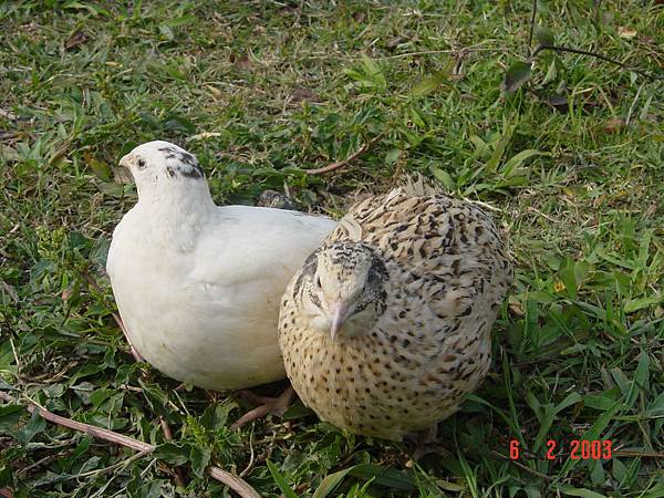 香檳鳥.jpg 香檳鳥.jpg