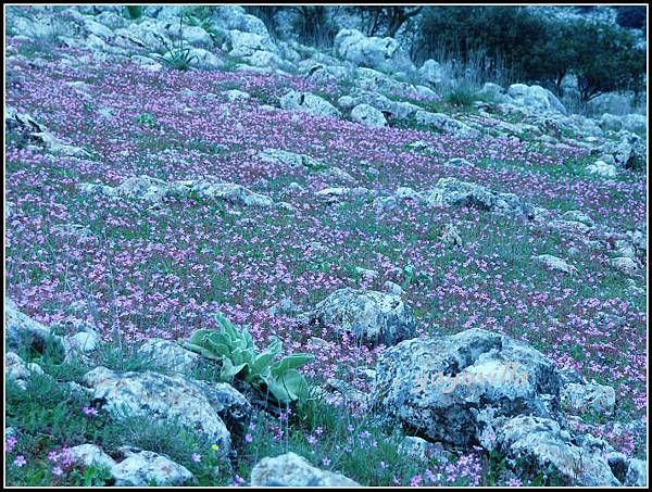 西班牙 隆達 Ronda, Spain 西班牙 隆達 Ronda, Spain