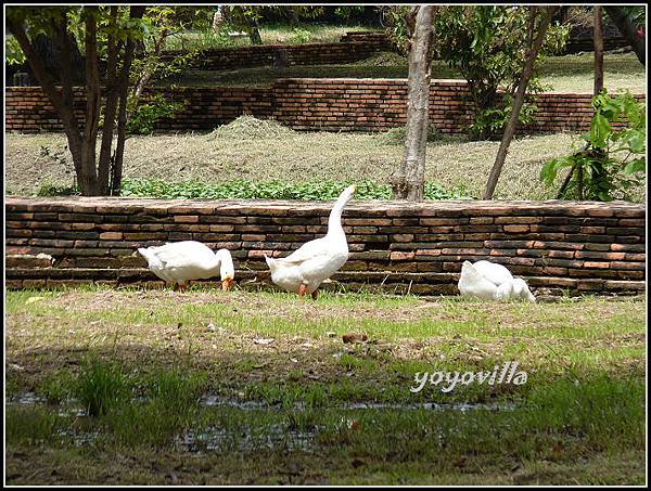 泰國 大城 臥佛 Lokayasutha, Ayutthaya, Thailand