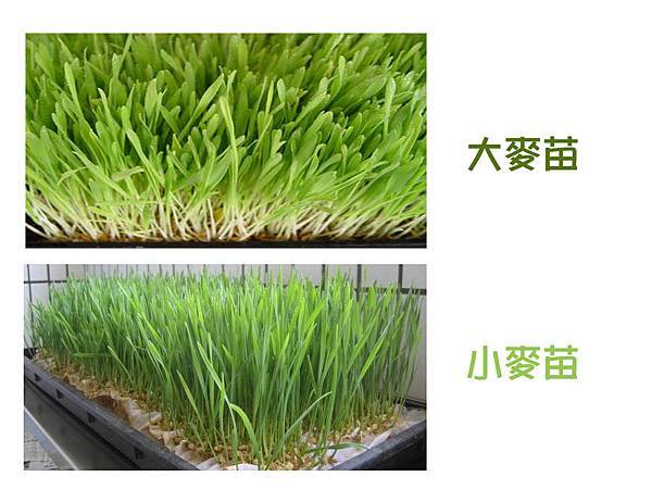 大小麥苗拷貝