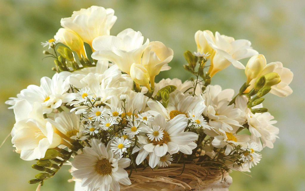 flowers-wallpapers-sweet-white-blooming-animated-beautiful-pictures-206319