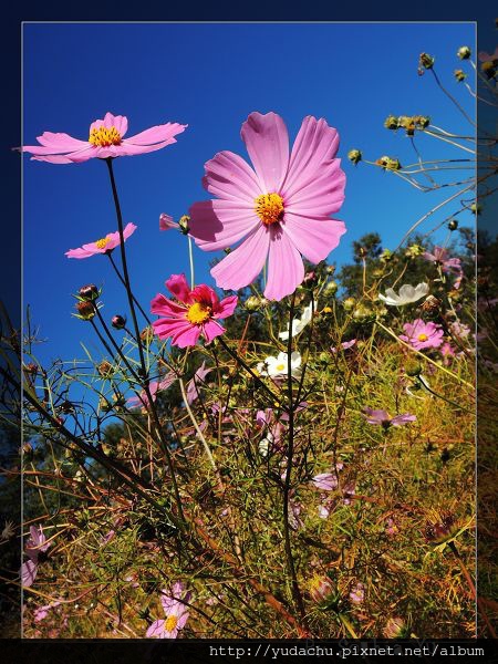 20131027_06.JPG 20131027_06.JPG