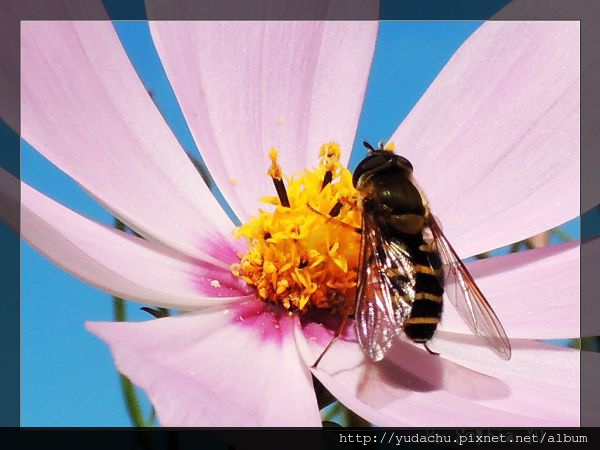 20131027_17.JPG 20131027_17.JPG