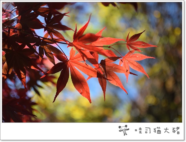 DSC_0158.JPG DSC_0158.JPG