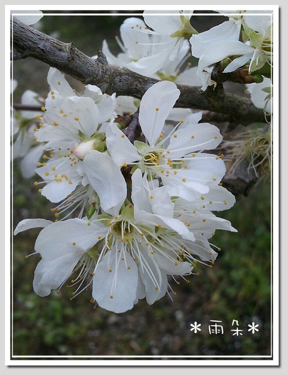 草坪頭賞花22 草坪頭賞花22
