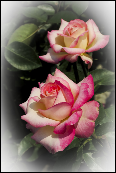 IMG_0320 花蕊～2 S