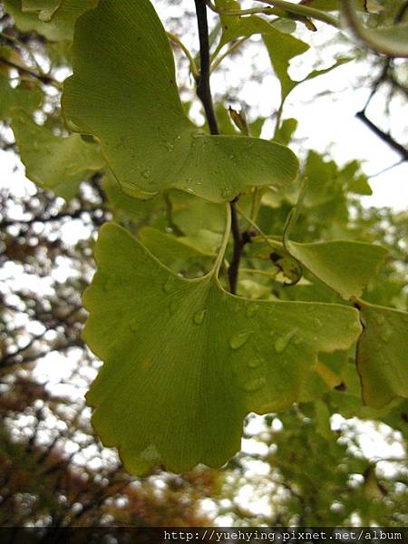 IMG_0919.JPG IMG_0919.JPG