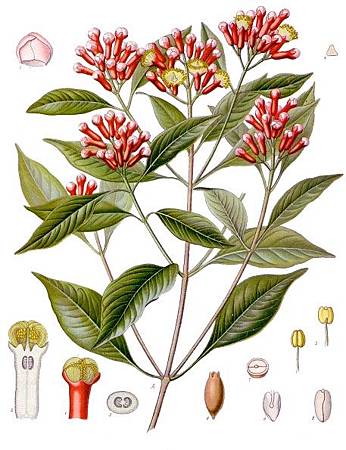(Clove)Syzygium_aromaticum_-_Köhler–s_Medizinal-Pflanzen-030