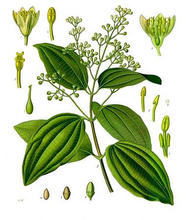 Cinnamomum_verum_-_Köhler–s_Medizinal-Pflanzen-182 Cinnamomum_verum_-_Köhler–s_Medizinal-Pflanzen-182