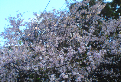 天元宮賞櫻01