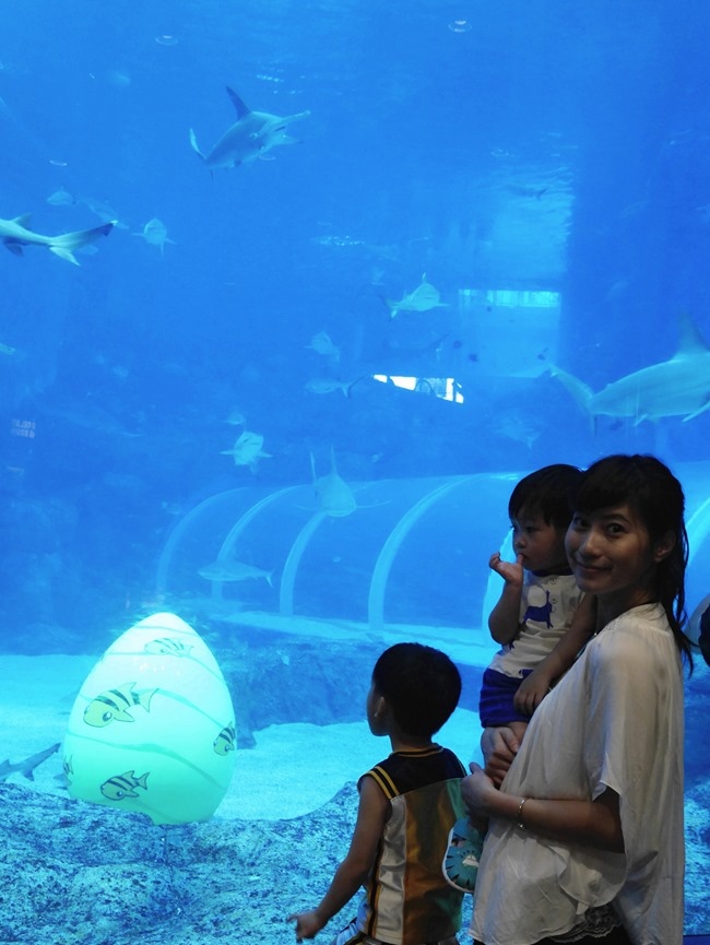 │新加坡│親子7天6夜自由行Day3。全球最大的海洋館魚兒魚兒樂悠遊-海洋館S.E.A │新加坡│親子7天6夜自由行Day3。全球最大的海洋館魚兒魚兒樂悠遊-海洋館S.E.A