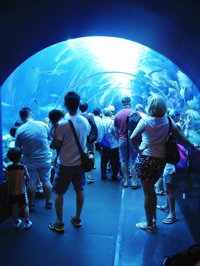 │新加坡│親子7天6夜自由行Day3。全球最大的海洋館魚兒魚兒樂悠遊-海洋館S.E.A │新加坡│親子7天6夜自由行Day3。全球最大的海洋館魚兒魚兒樂悠遊-海洋館S.E.A