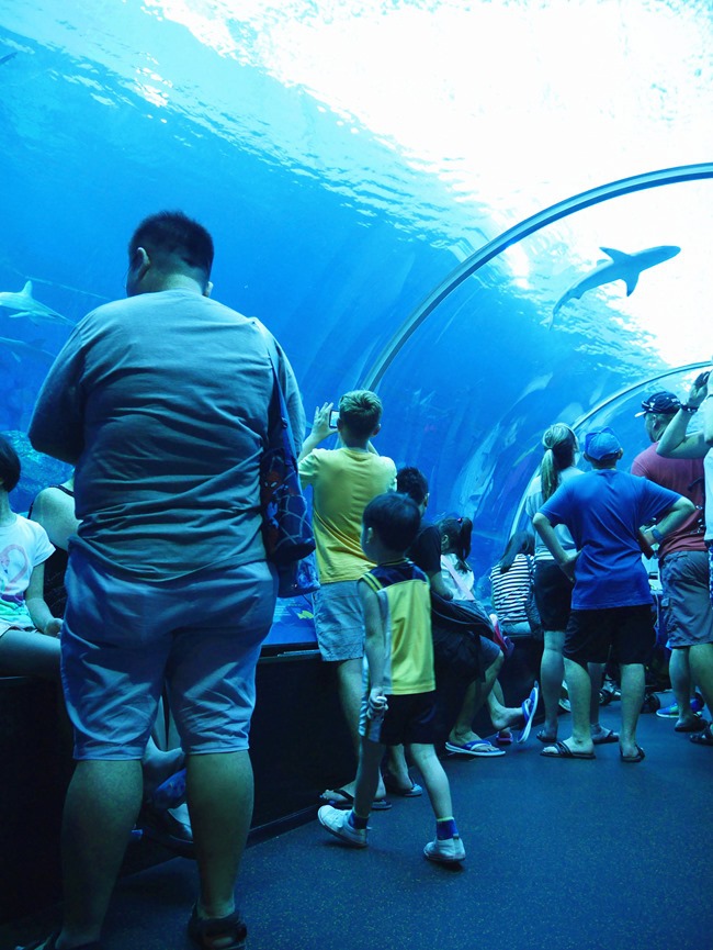 │新加坡│親子7天6夜自由行Day3。全球最大的海洋館魚兒魚兒樂悠遊-海洋館S.E.A │新加坡│親子7天6夜自由行Day3。全球最大的海洋館魚兒魚兒樂悠遊-海洋館S.E.A