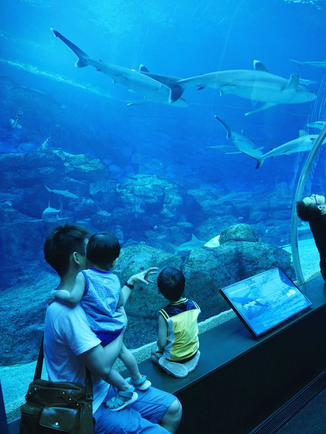 │新加坡│親子7天6夜自由行Day3。全球最大的海洋館魚兒魚兒樂悠遊-海洋館S.E.A