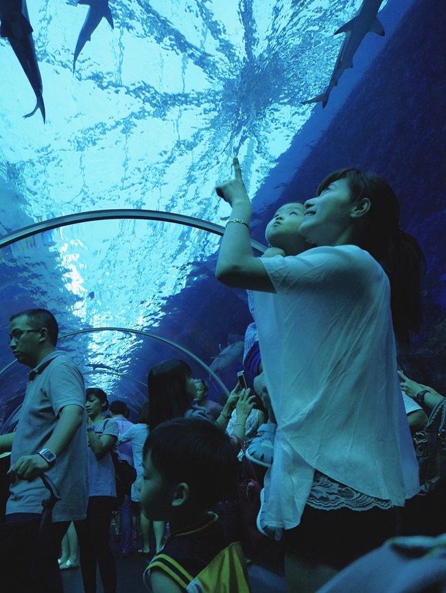 │新加坡│親子7天6夜自由行Day3。全球最大的海洋館魚兒魚兒樂悠遊-海洋館S.E.A │新加坡│親子7天6夜自由行Day3。全球最大的海洋館魚兒魚兒樂悠遊-海洋館S.E.A