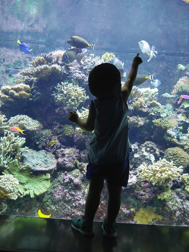 │新加坡│親子7天6夜自由行Day3。全球最大的海洋館魚兒魚兒樂悠遊-海洋館S.E.A │新加坡│親子7天6夜自由行Day3。全球最大的海洋館魚兒魚兒樂悠遊-海洋館S.E.A