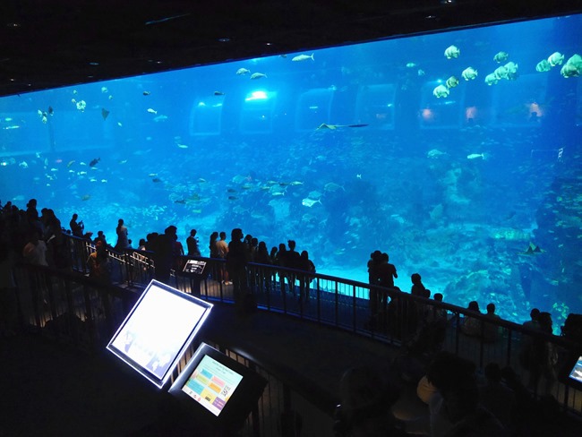 │新加坡│親子7天6夜自由行Day3。全球最大的海洋館魚兒魚兒樂悠遊-海洋館S.E.A │新加坡│親子7天6夜自由行Day3。全球最大的海洋館魚兒魚兒樂悠遊-海洋館S.E.A