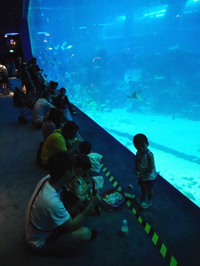 │新加坡│親子7天6夜自由行Day3。全球最大的海洋館魚兒魚兒樂悠遊-海洋館S.E.A │新加坡│親子7天6夜自由行Day3。全球最大的海洋館魚兒魚兒樂悠遊-海洋館S.E.A