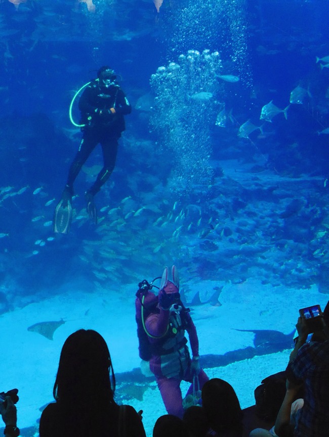 │新加坡│親子7天6夜自由行Day3。全球最大的海洋館魚兒魚兒樂悠遊-海洋館S.E.A │新加坡│親子7天6夜自由行Day3。全球最大的海洋館魚兒魚兒樂悠遊-海洋館S.E.A