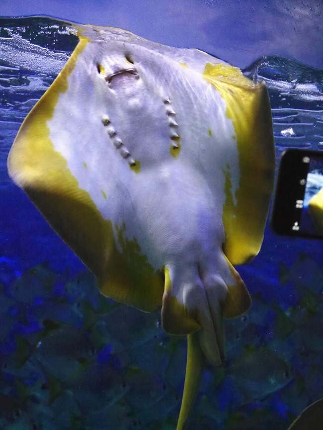 │新加坡│親子7天6夜自由行Day3。全球最大的海洋館魚兒魚兒樂悠遊-海洋館S.E.A │新加坡│親子7天6夜自由行Day3。全球最大的海洋館魚兒魚兒樂悠遊-海洋館S.E.A