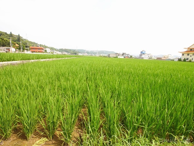│食。頭份│儷池咖啡屋。自然鄉村童趣餐廳。草坪、餵魚親子近郊首選 │食。頭份│儷池咖啡屋。自然鄉村童趣餐廳。草坪、餵魚親子近郊首選