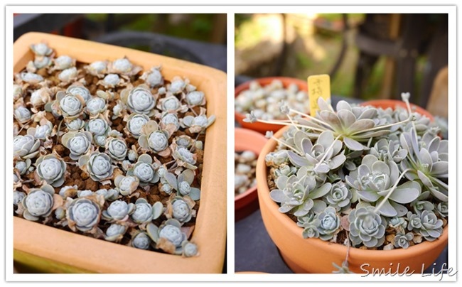 P1480807_副本 P1480807_副本