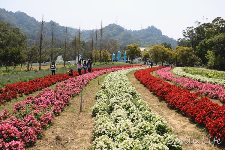 ▌桃園▌美拍秘境「富田花園農場」親子草坪、野餐、騎車、餵動物…還有萌萌草泥馬愛自拍。超殺底片！