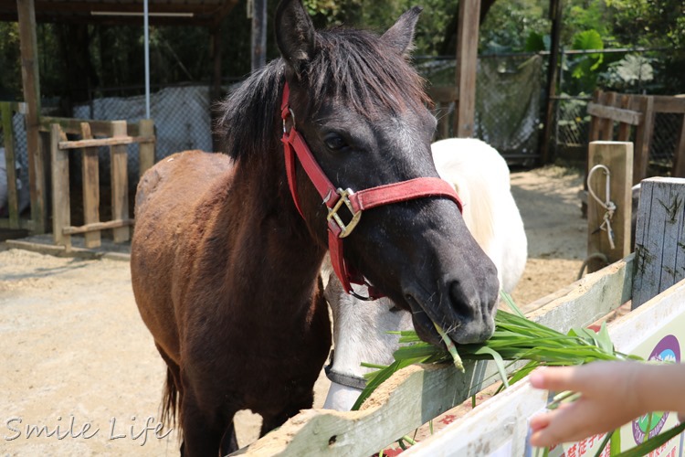 ▌桃園▌美拍秘境「富田花園農場」親子草坪、野餐、騎車、餵動物…還有萌萌草泥馬愛自拍。超殺底片！