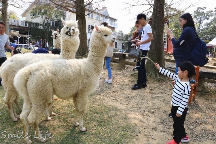 ▌桃園▌美拍秘境「富田花園農場」親子草坪、野餐、騎車、餵動物…還有萌萌草泥馬愛自拍。超殺底片！