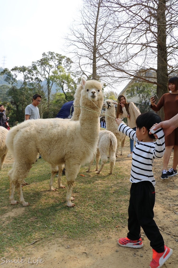 ▌桃園▌美拍秘境「富田花園農場」親子草坪、野餐、騎車、餵動物…還有萌萌草泥馬愛自拍。超殺底片！