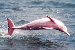 Pinkdolphin.jpg Pinkdolphin.jpg