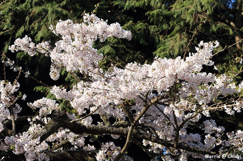 2012阿里山櫻花季 (33)