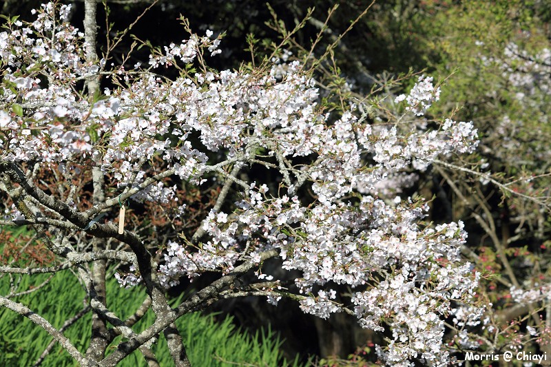 2012阿里山櫻花季 (52)