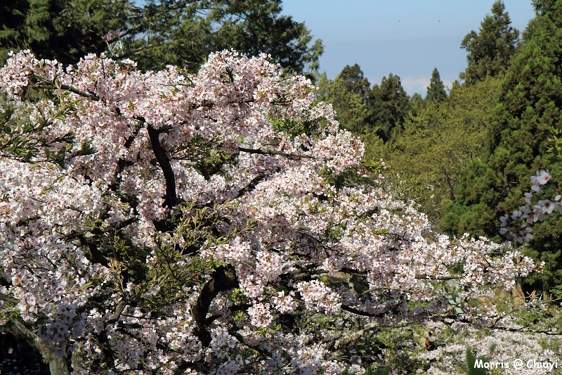 2012阿里山櫻花季 (79)