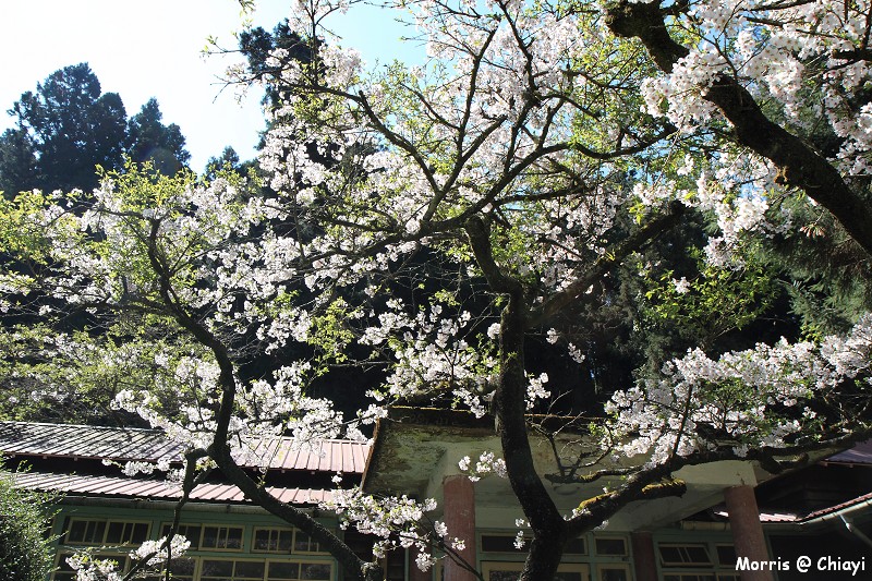 2012阿里山櫻花季 (85)